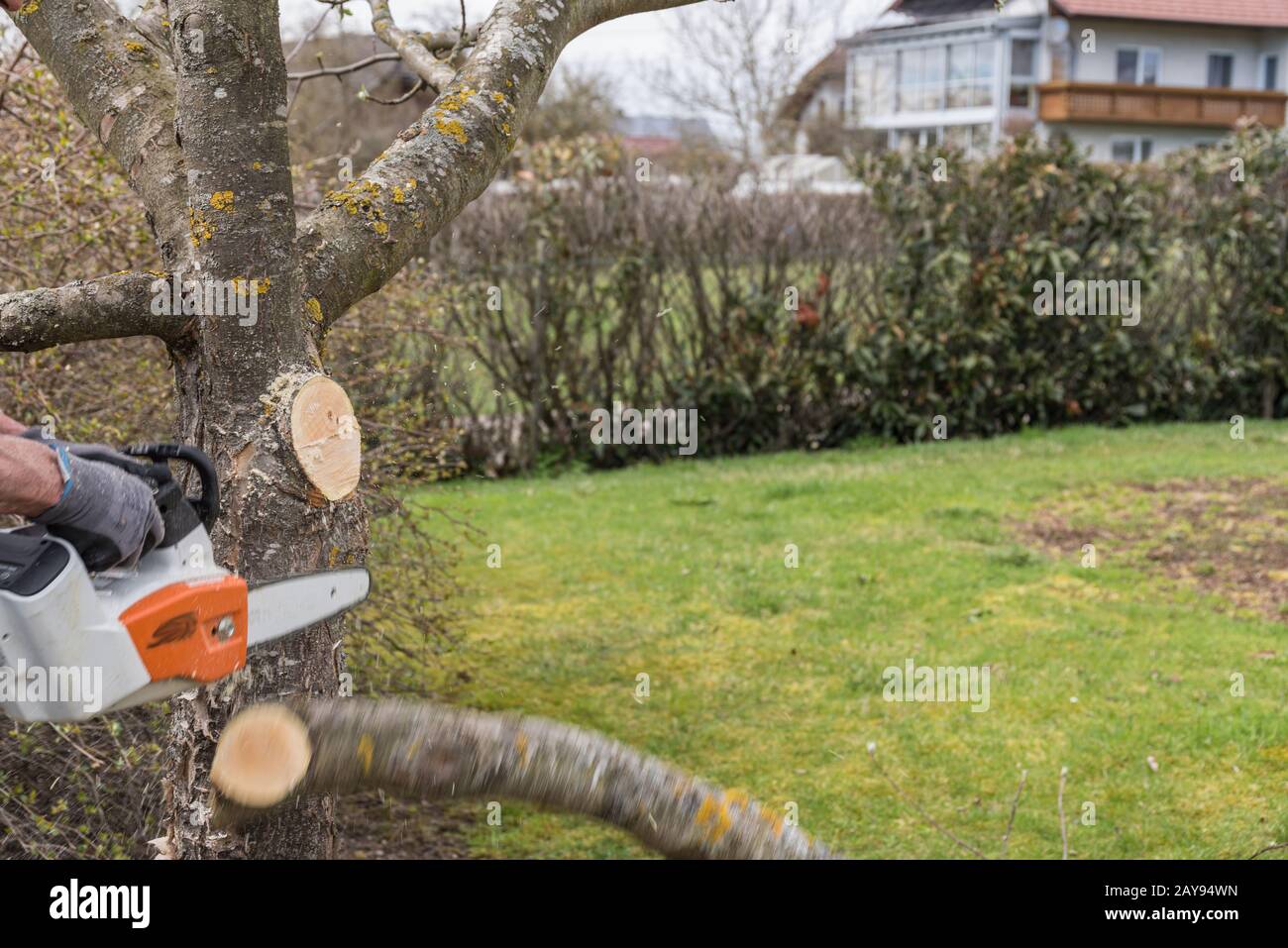Gardener cuts out fruit tree with chainsaw - close-up Stock Photo