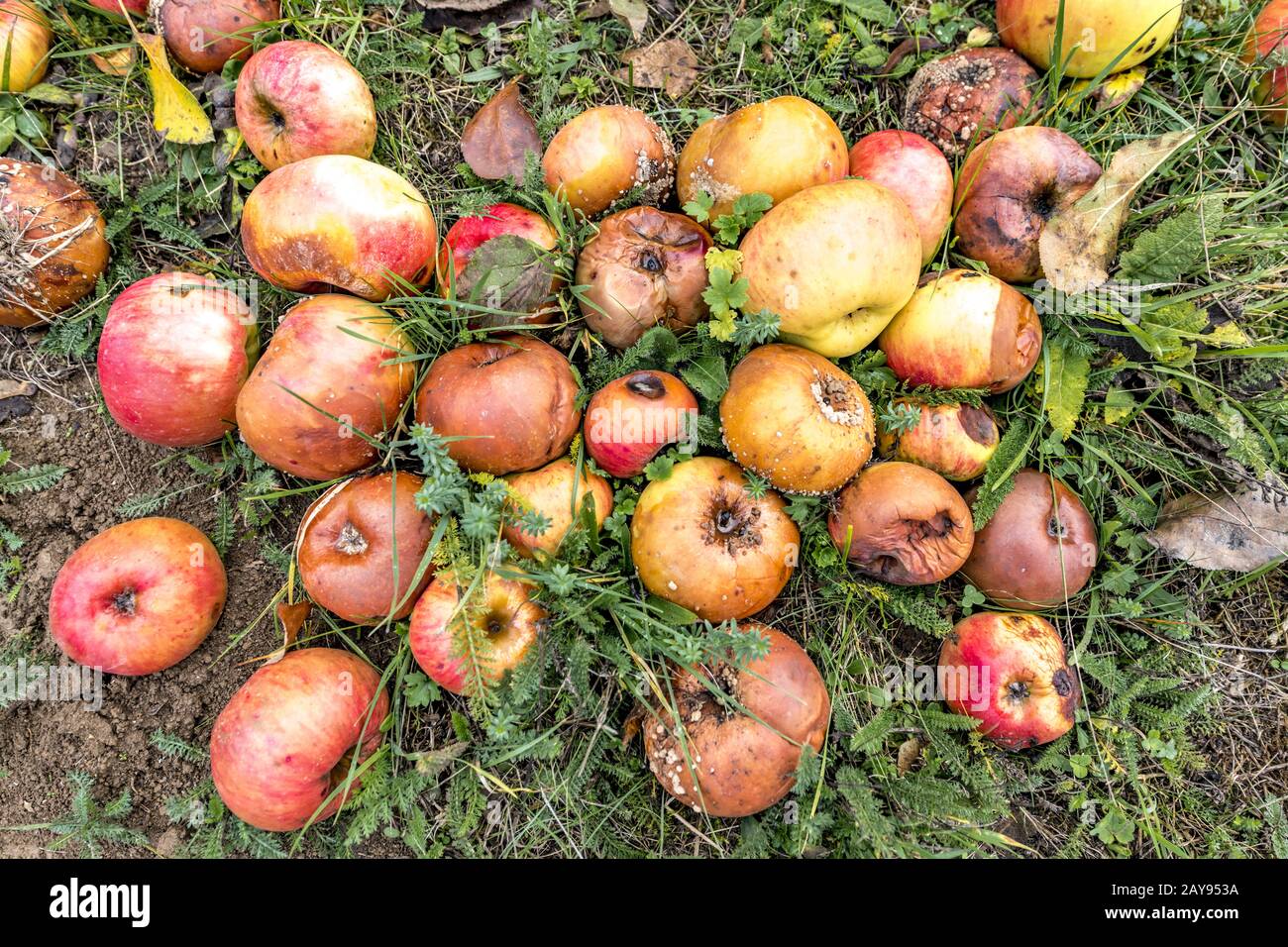 Old decayed apples are scattered on a meadow orchard in autumn Stock Photo