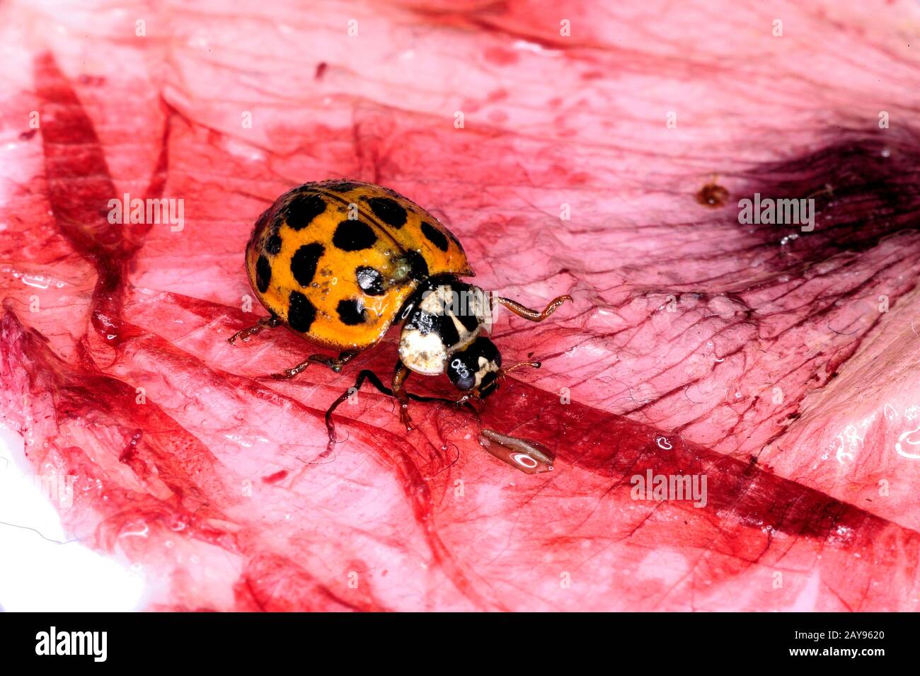 Ladybird, Ladybird, antenna, background, beautiful, beauty, beetle, biology, black, bright, bug, close, closeup, color, colorful, concept, Stock Photo