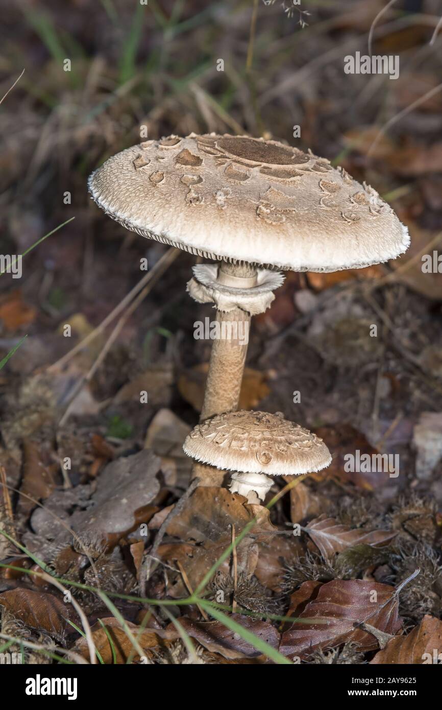 Parasol Mushroom Macrolepiota procera Growing in a Woodland Stock Photo