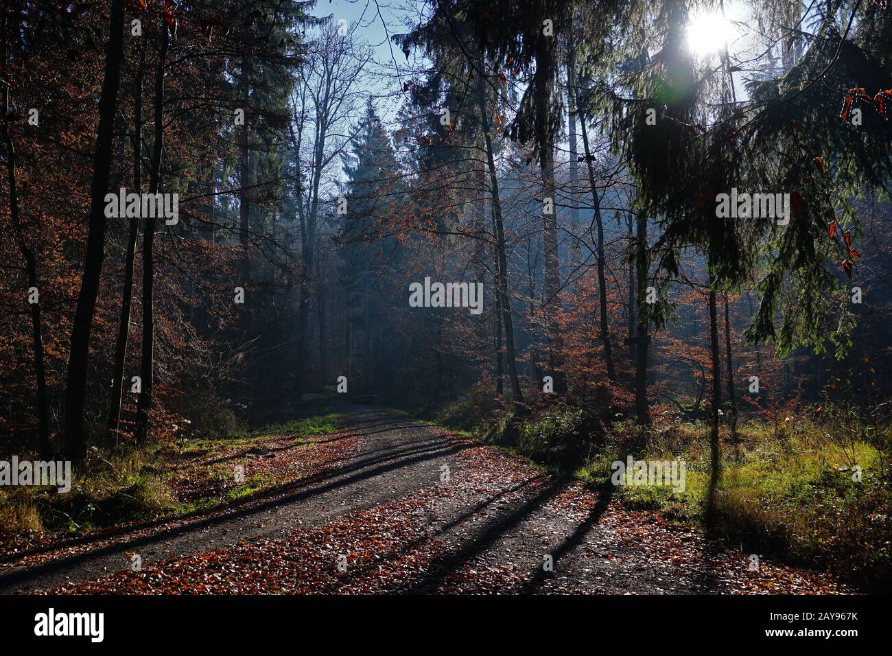 Lighting mood in the autumn forest Stock Photo