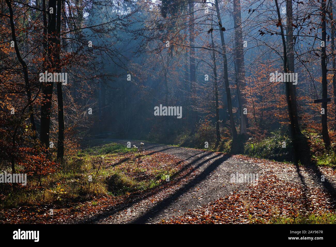 Lighting mood in the autumn forest, Stock Photo