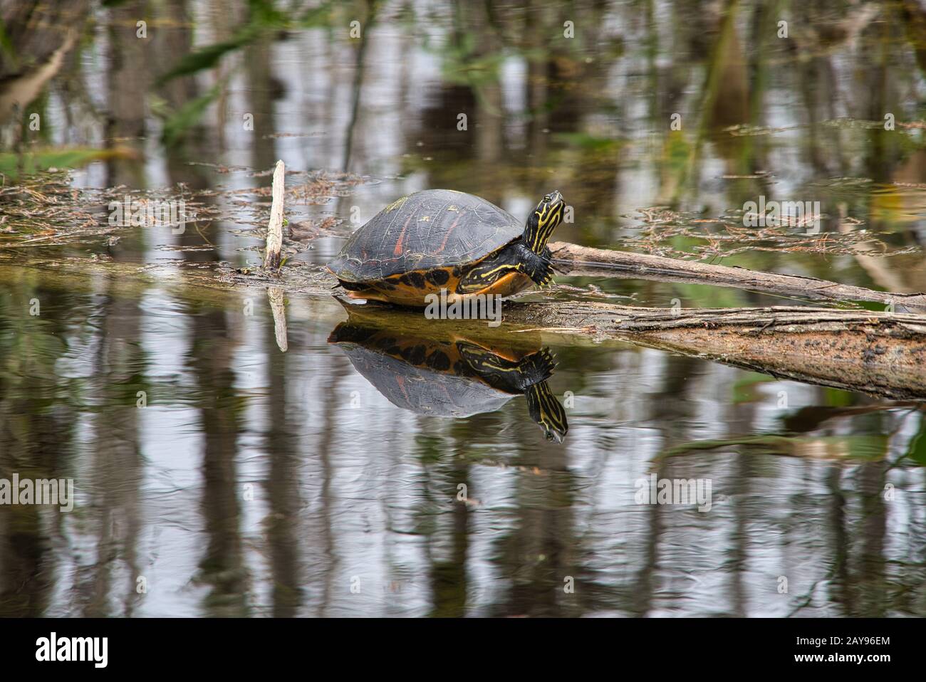 Emydidae hi-res stock photography and images - Alamy