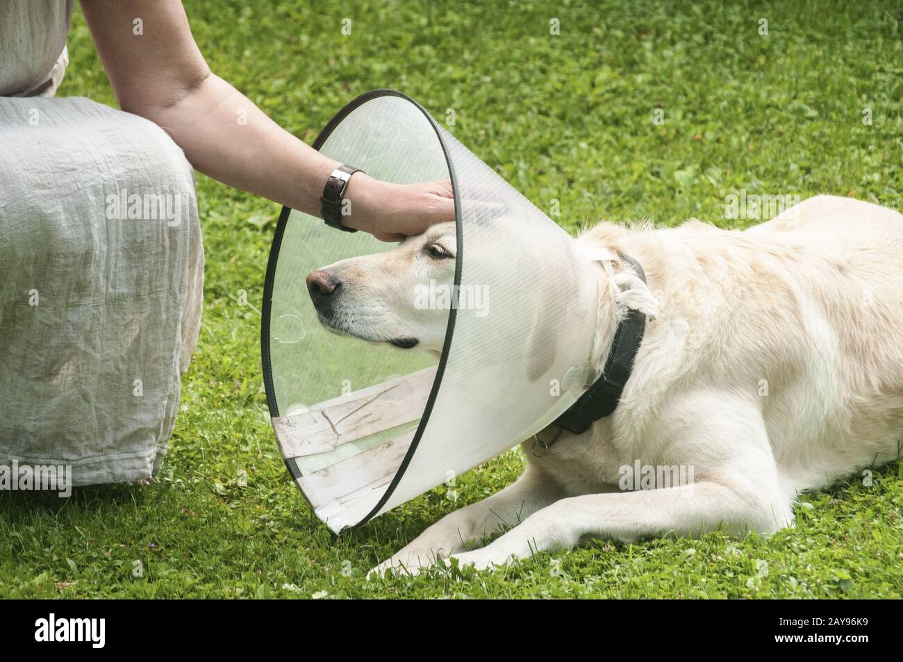 Dog wearing plastic collar hi res stock photography and images Alamy
