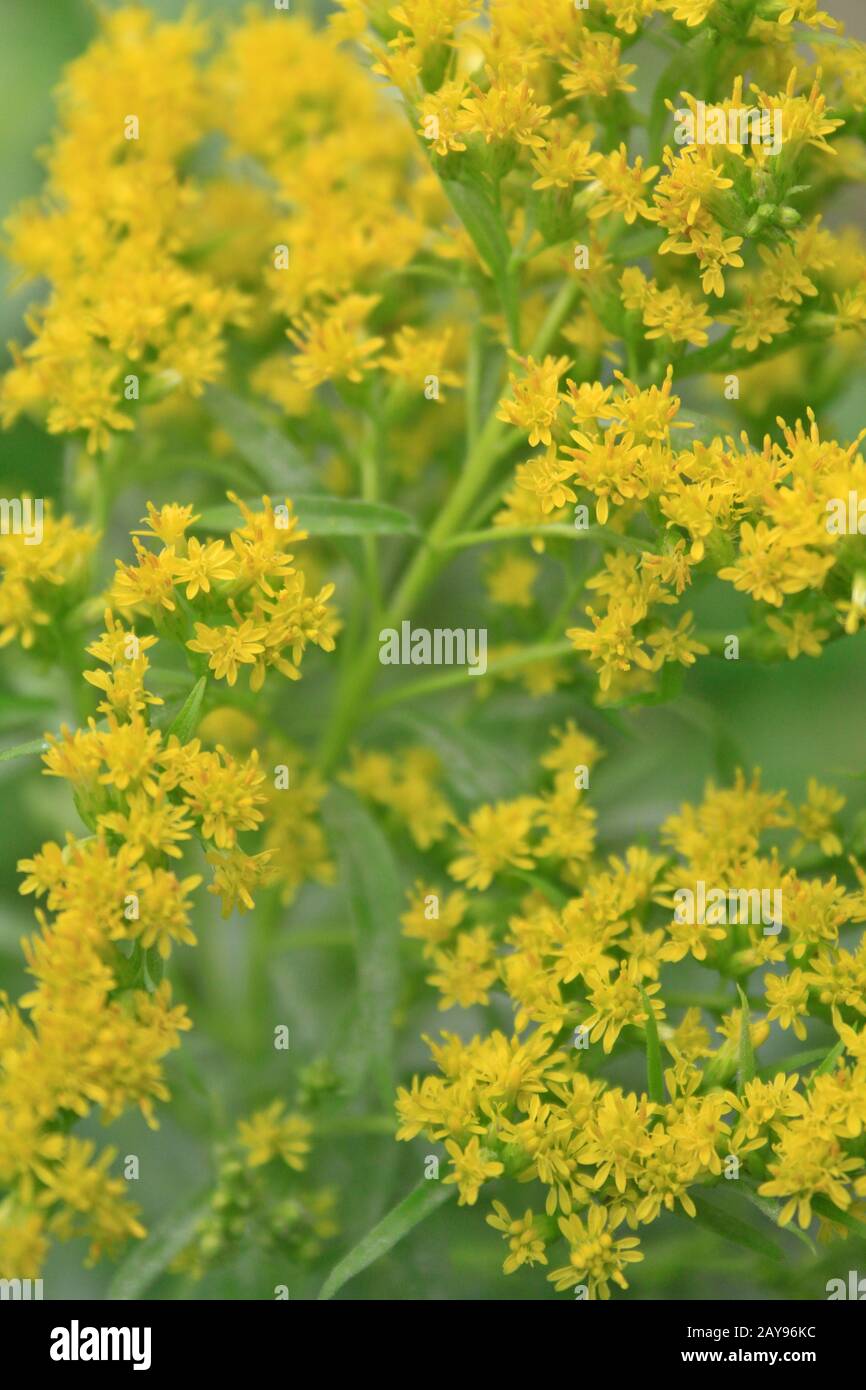 little yellow flowers Stock Photo