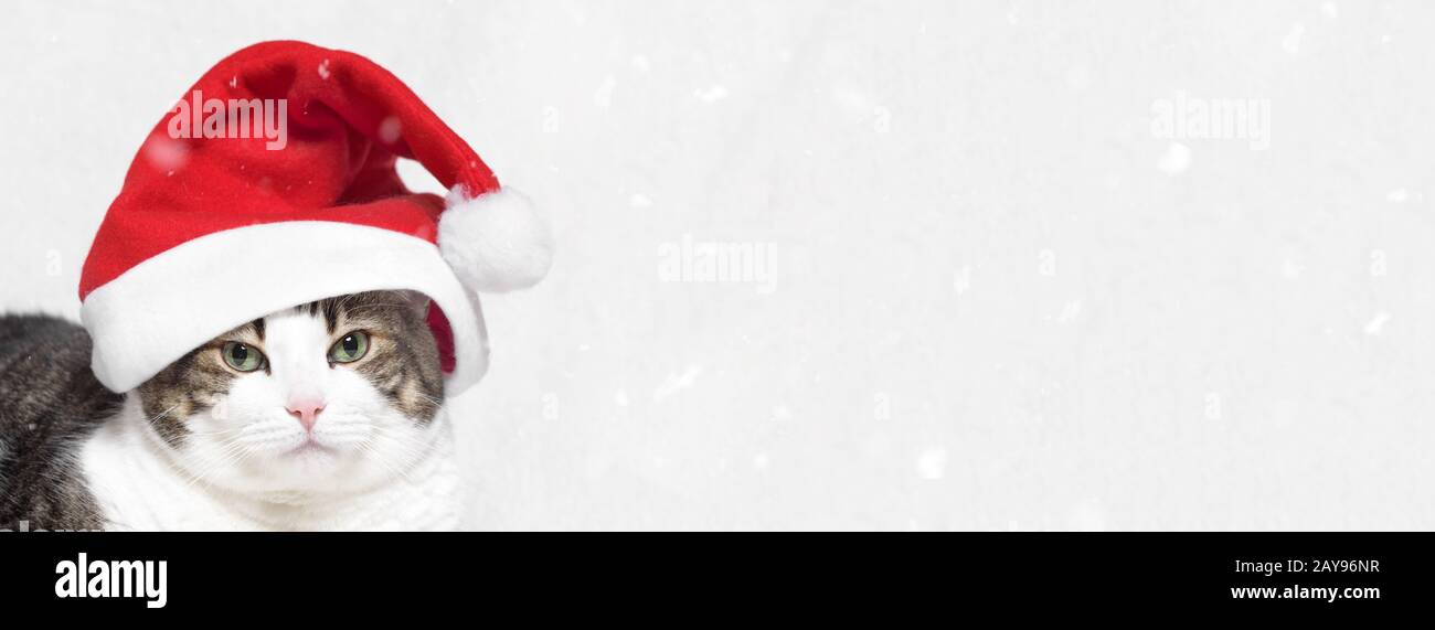 Christmas banner. funny cat in Santa Claus hat, with snow flakes on white  background Stock Photo - Alamy