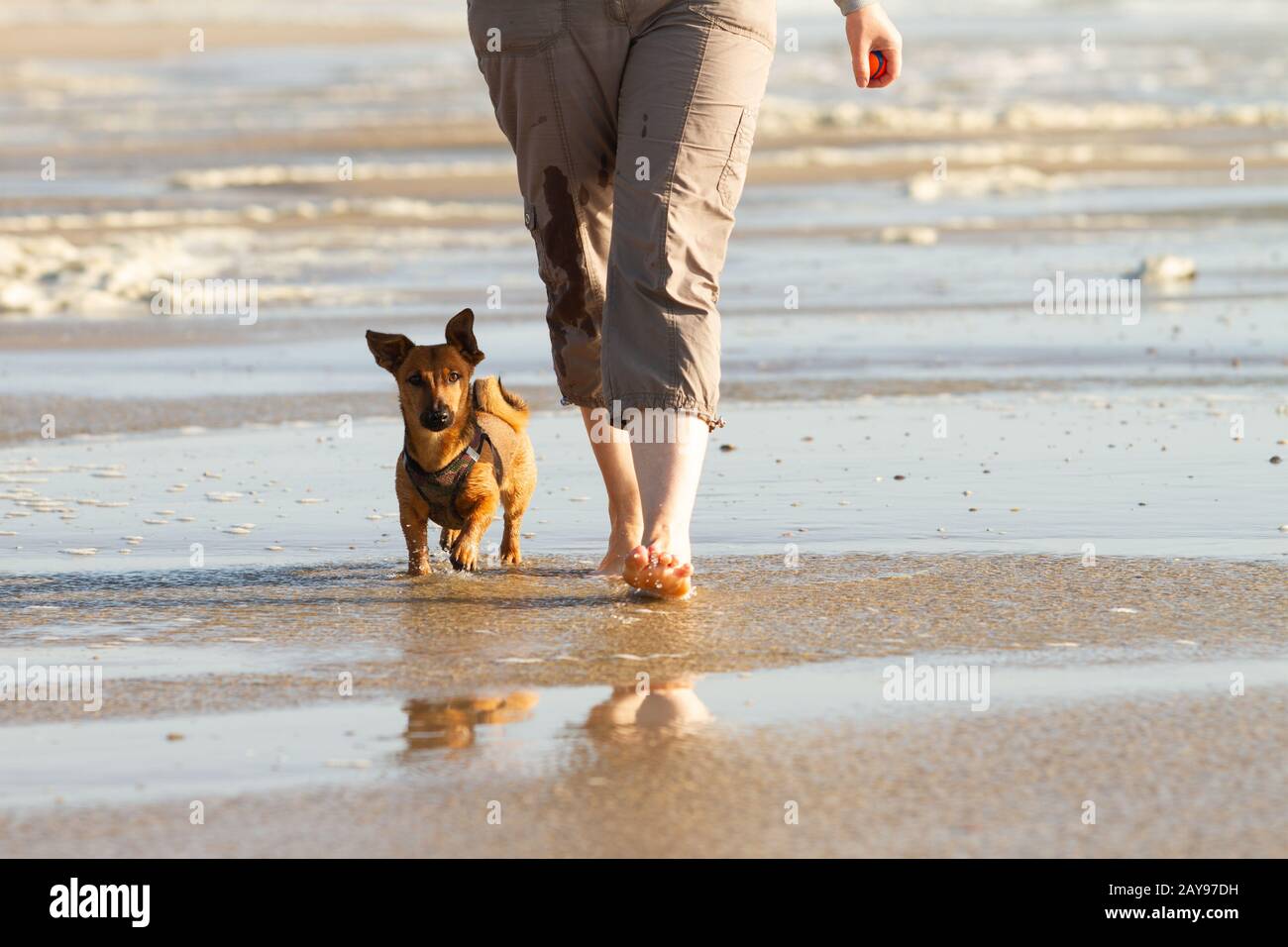 Woman and her cute little dog walking to heel at the beach Stock Photo