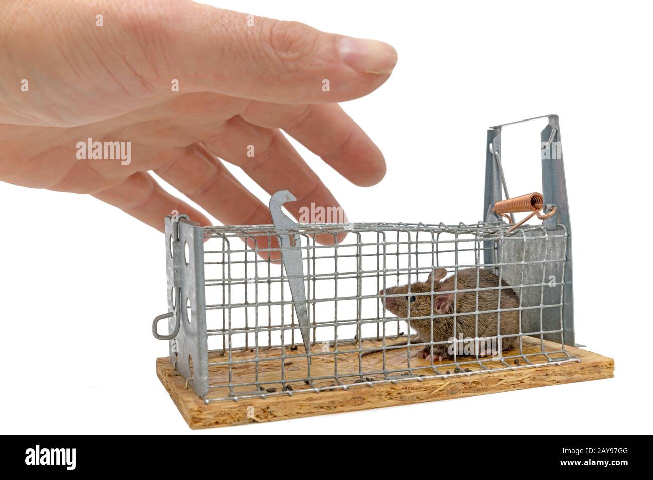 Little mouse sits trapped in a wire trap against blurred background isolated on white Stock Photo