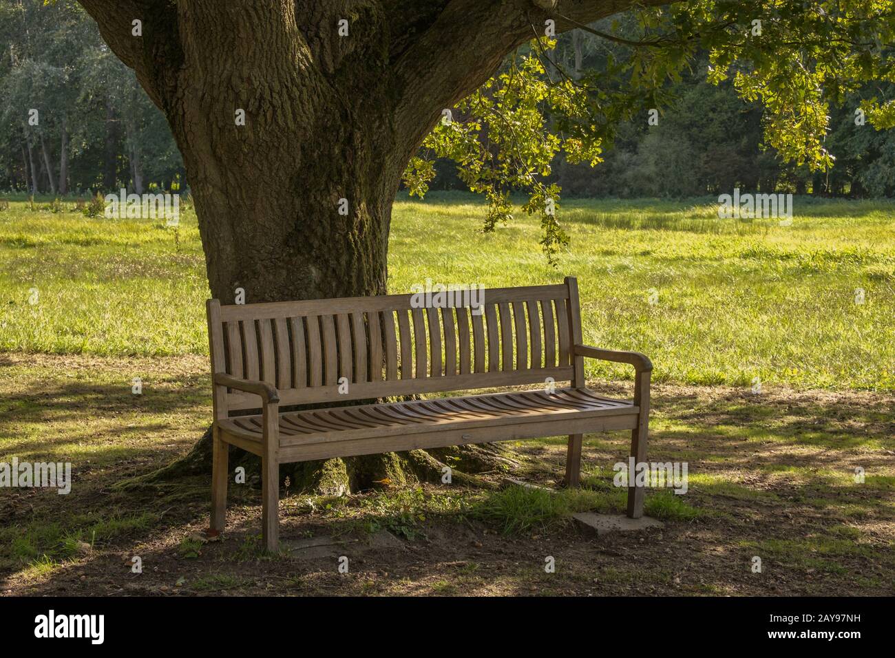 bench under an oak tree Stock Photo - Alamy