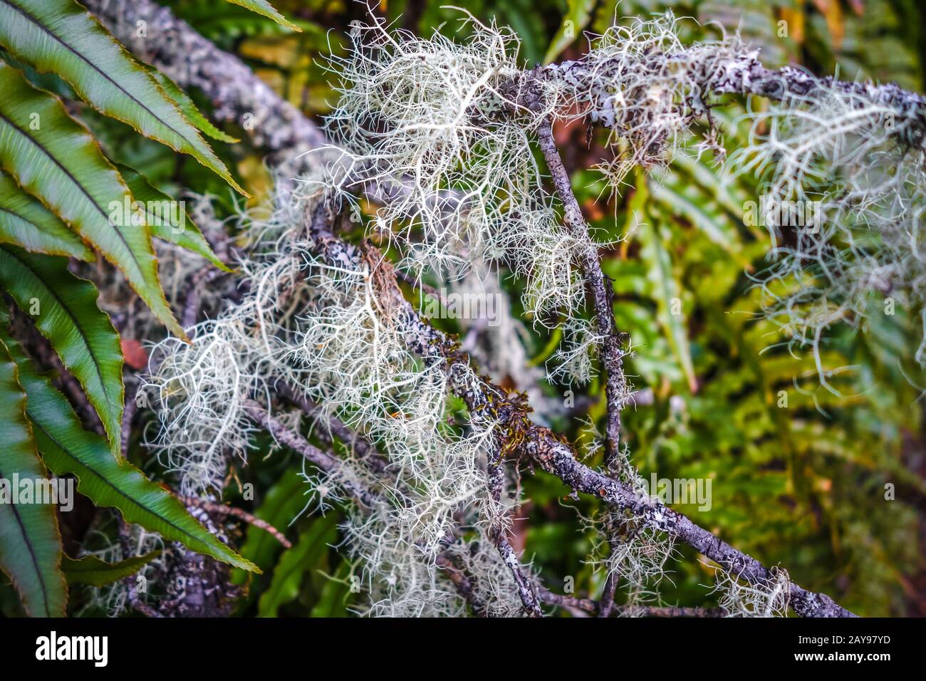 Lichen close-up photo Stock Photo