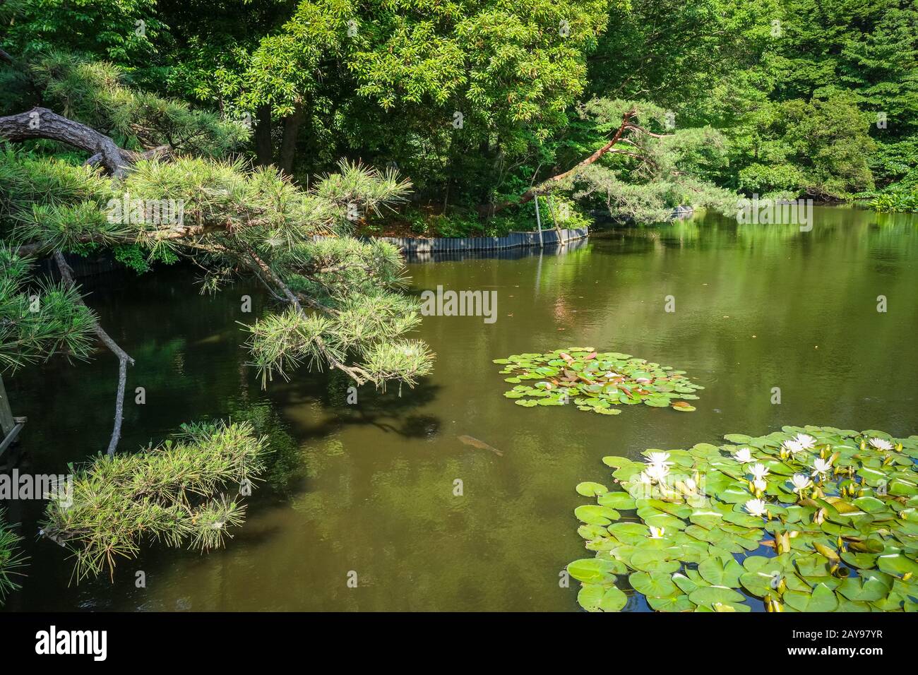 Yoyogi park pond, Tokyo, Japan Stock Photo