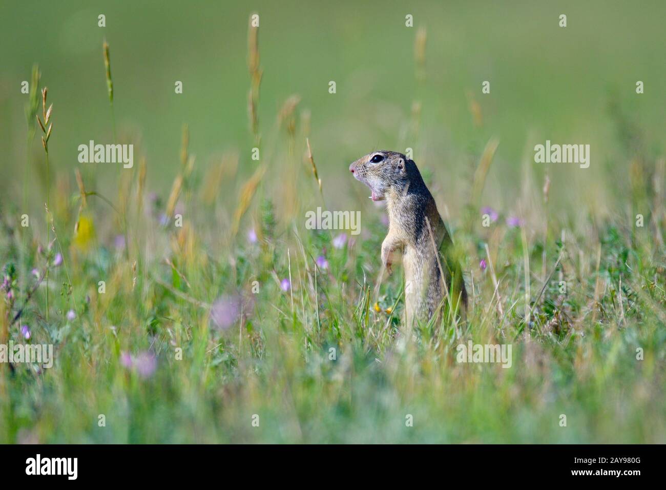 European squirrel Stock Photo
