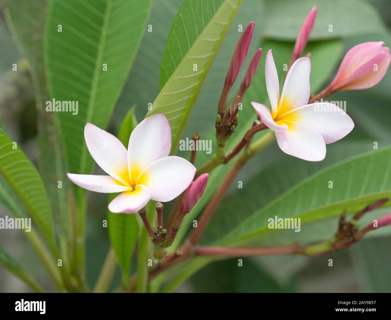 White flowers kerala hi-res stock photography and images - Alamy