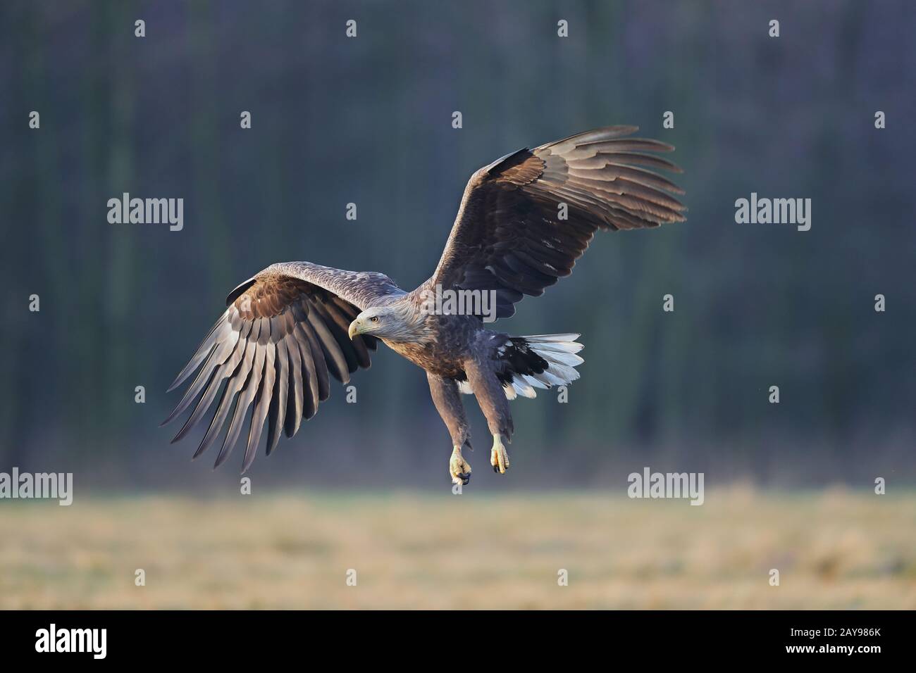 The white-tailed eagle is a very large species of sea eagle widely ...