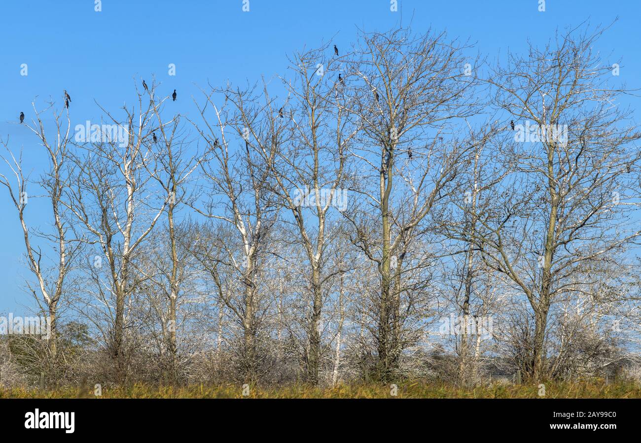 The cormorant trees near Ahrenshoop Stock Photo - Alamy