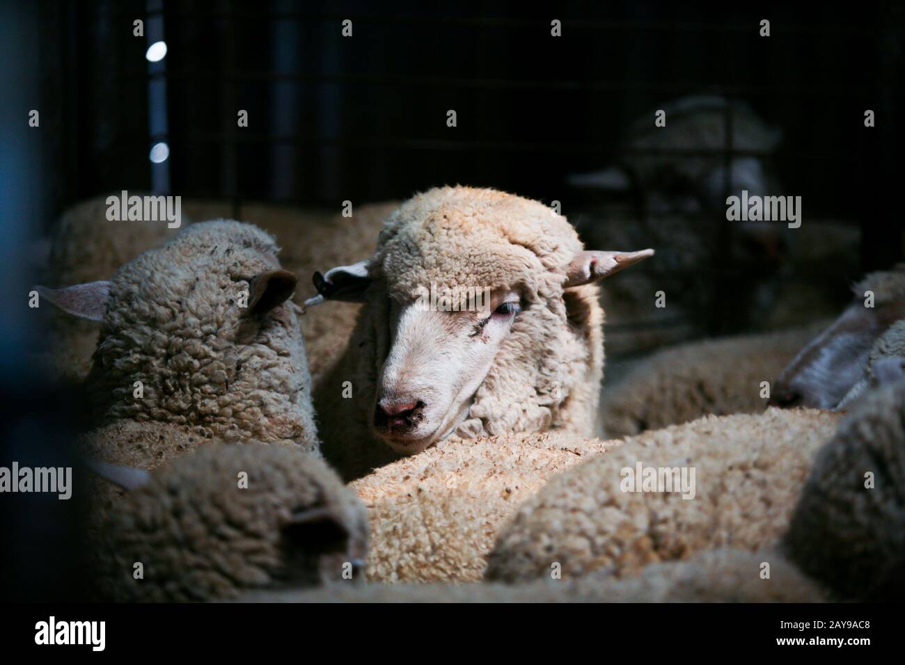Sheep Shearing in the Australian Outback Stock Photo Alamy