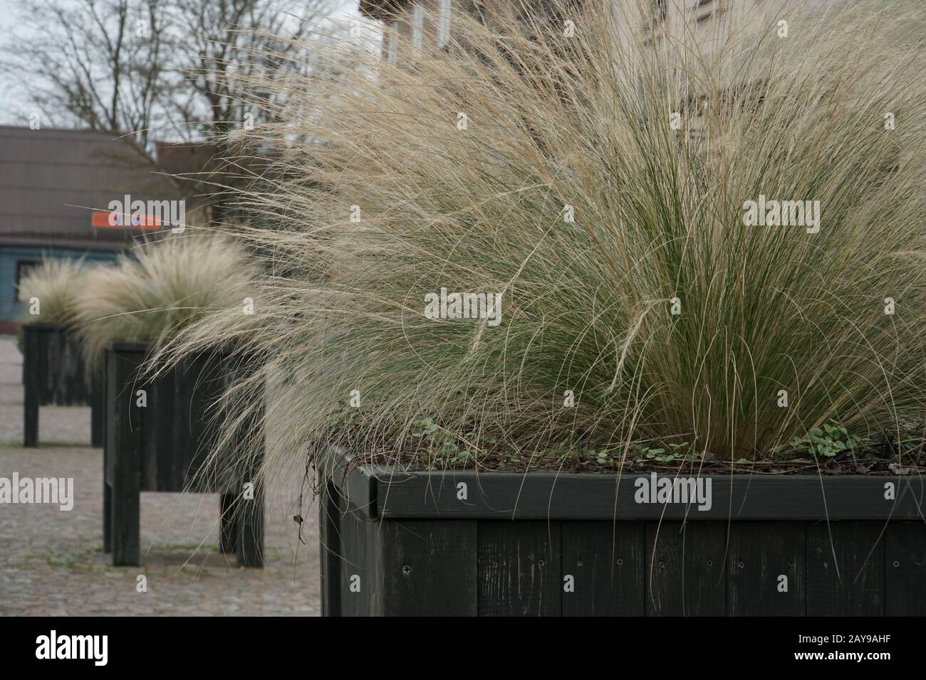 Decorative bent-grass growing in the wooden flower boxes. The town ornamental greens design in winter to the spring season. A close-up scene, and blur Stock Photo
