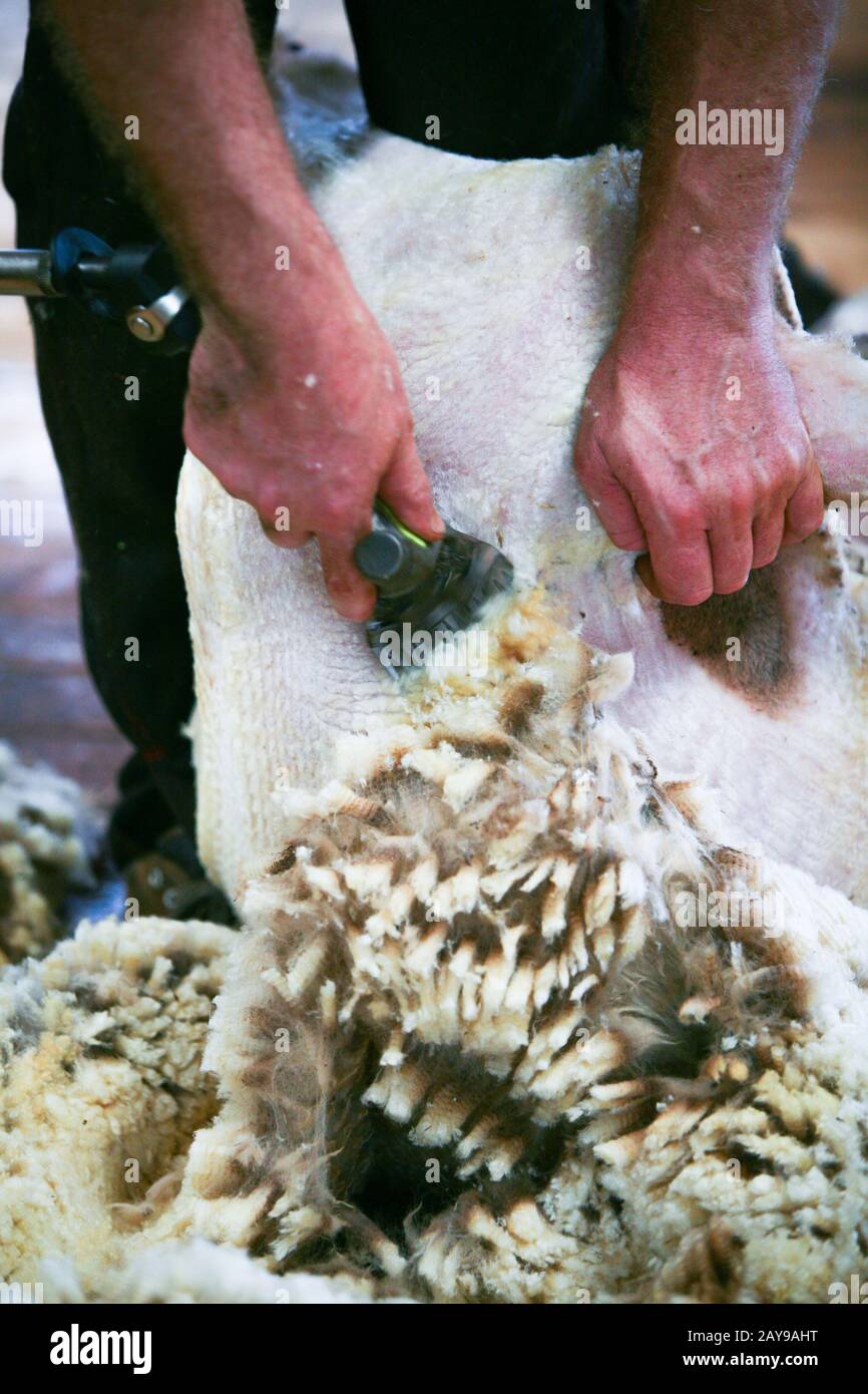 Sheep Shearing in the Australian Outback Stock Photo Alamy