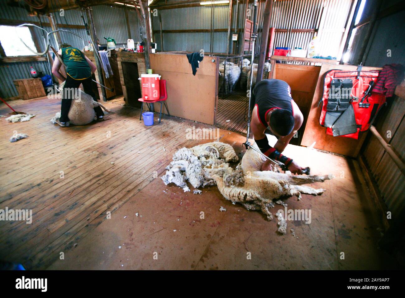 Sheep Shearing in the Australian Outback Stock Photo Alamy
