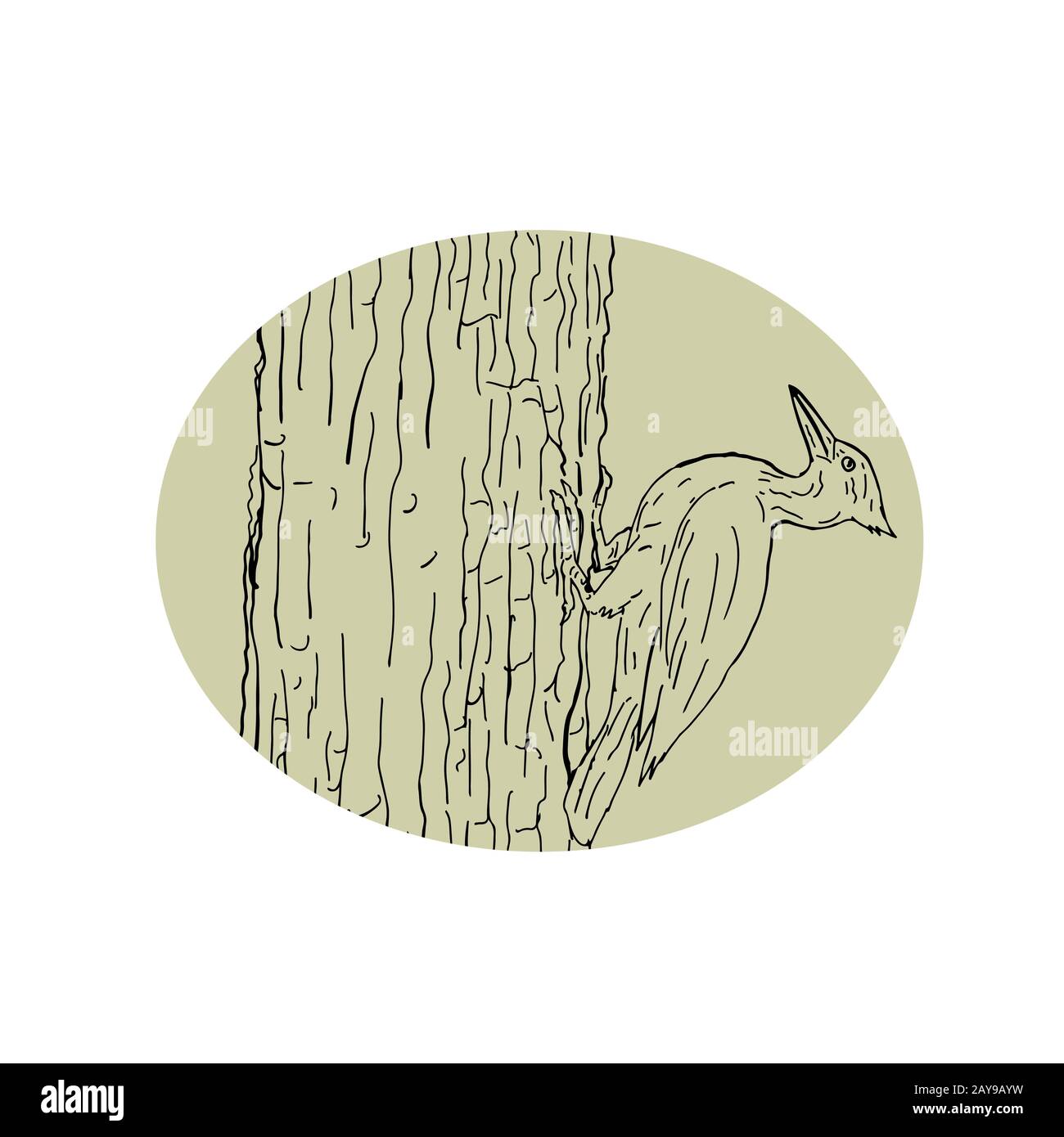 Woodpecker Pecking Tree Drawing Stock Photo - Alamy