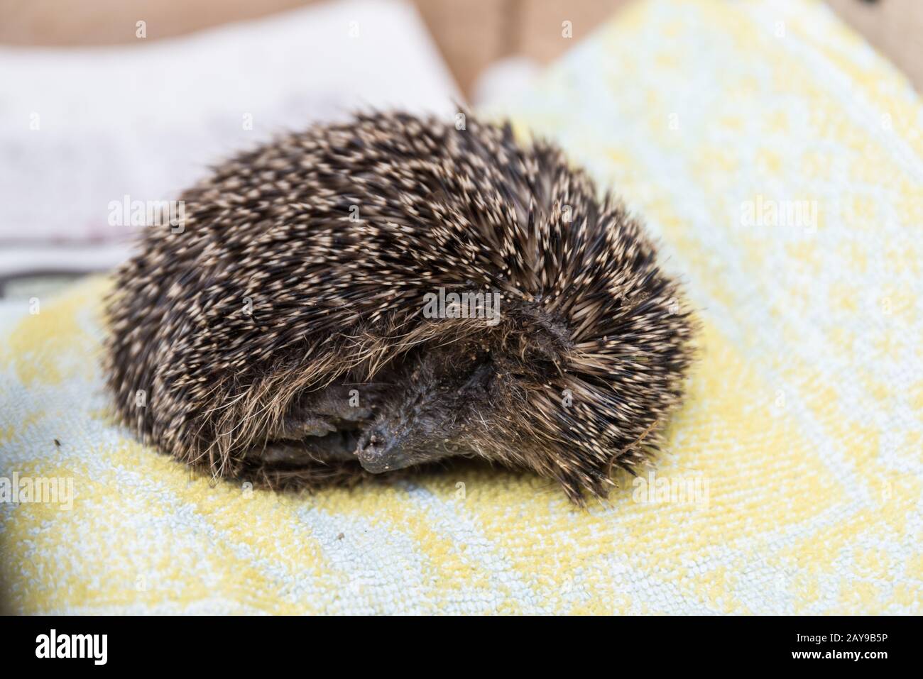 small hedgehog in hibernation should be cared for to ensure survival Stock Photo