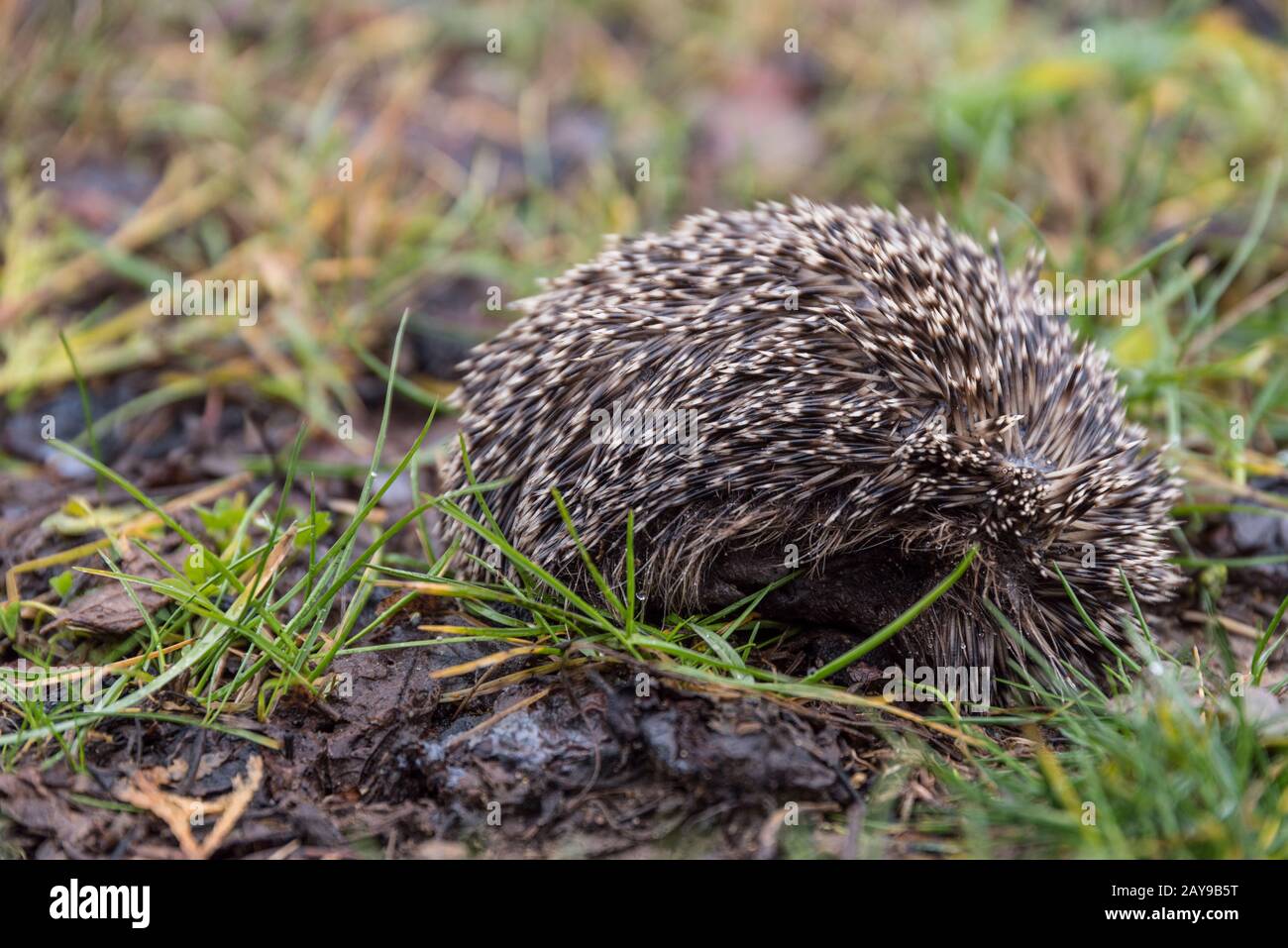 little hedgehog curled up in hibernation - close-up cub Stock Photo