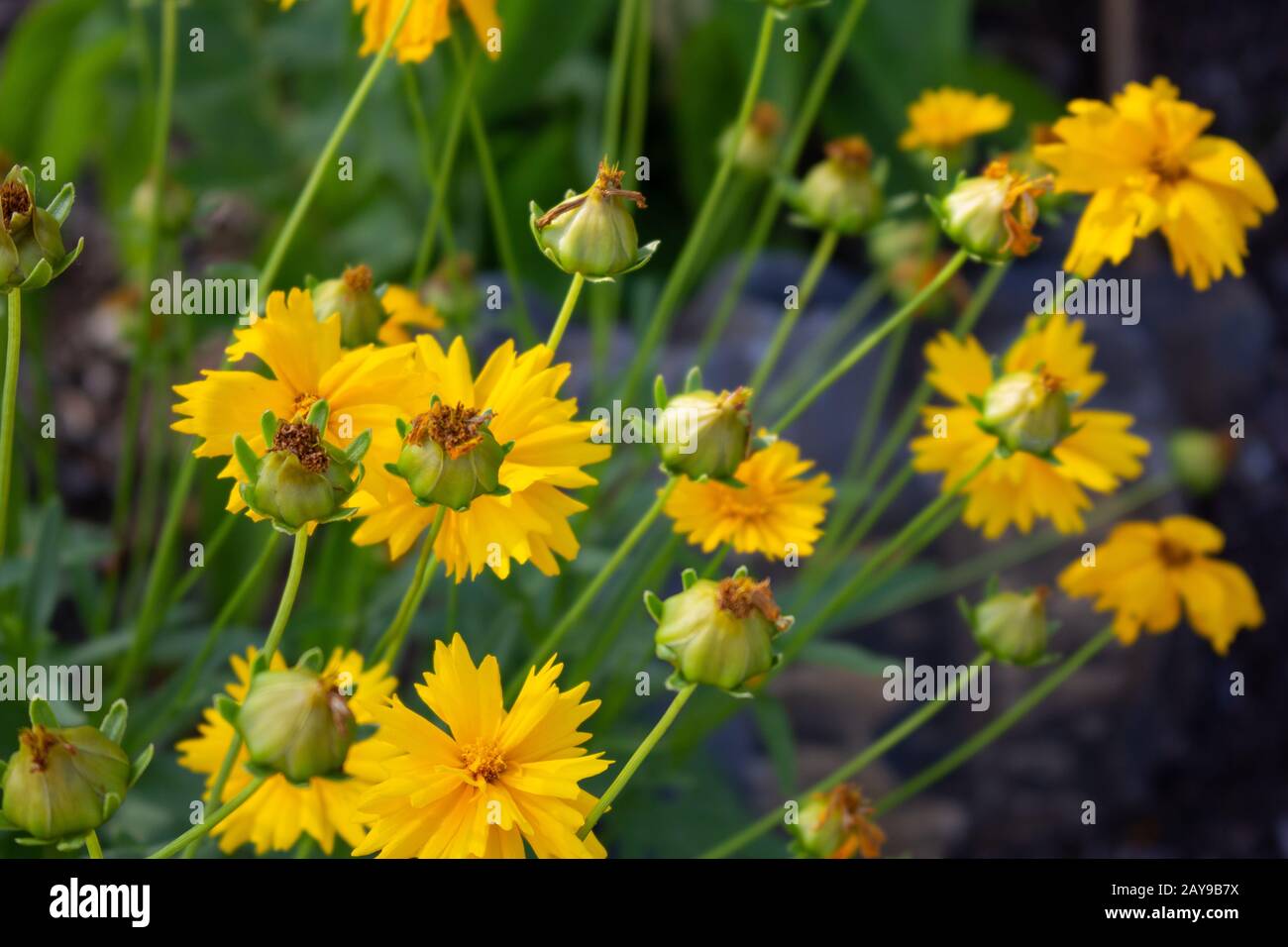 A Large Flowered Tickseed Plant A Perennial Of The Species Coreopsis Grandiflora In The Sunflower Family Is Coming Into Bloom As Its Yellow Flowers Stock Photo Alamy