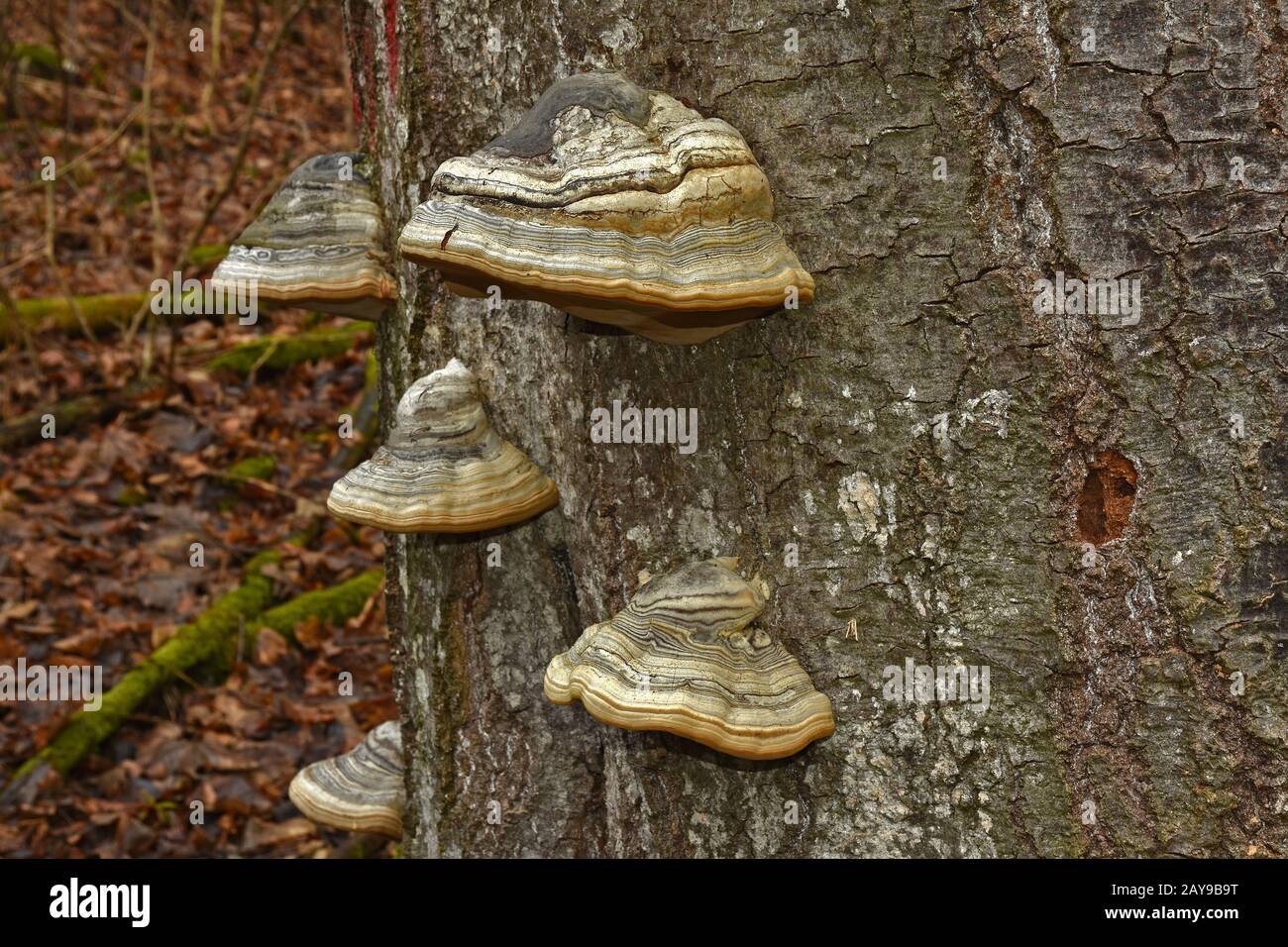horse's hoof fungus, tinder fungus Stock Photo Alamy