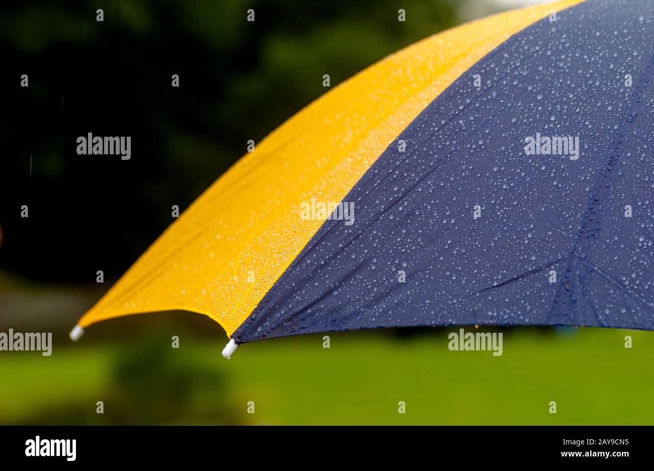 Yellow and navy blue umbrella outdoors with raindrops Stock Photo