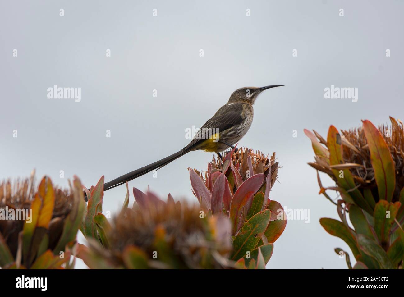 A Cape Sugarbird (Promerops cafer) is sitting on a protea flower in the vineyards of the Vergelegen historic wine estate in Somerset West, in the West Stock Photo