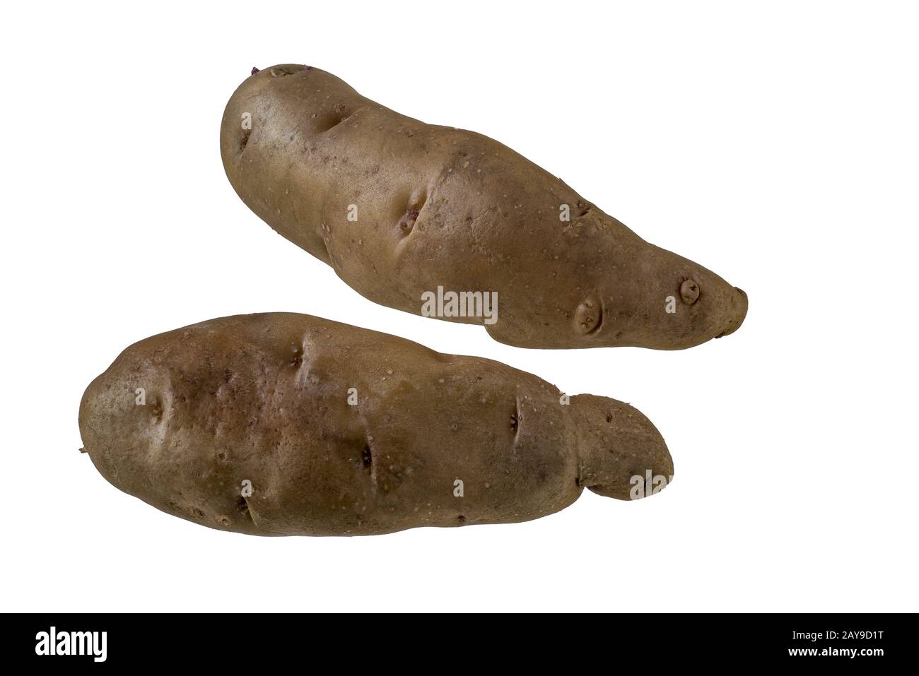 Historical potato variety:  Bamberger Hörnchen Stock Photo