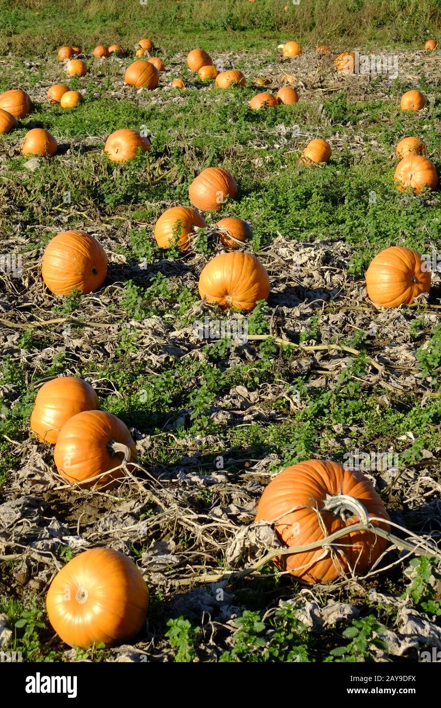 Pumpkin field Stock Photo