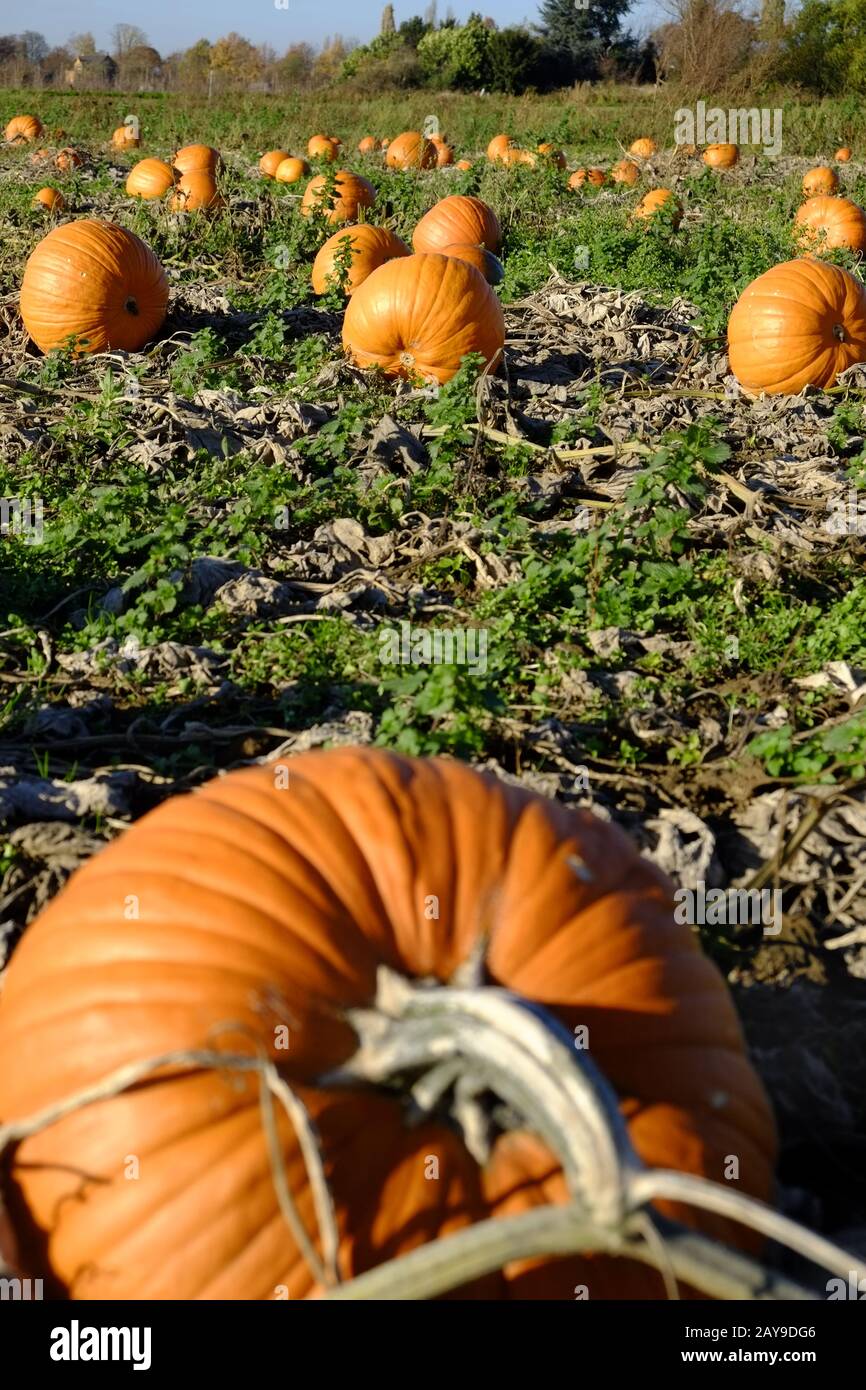 Pumpkins on the field Stock Photo