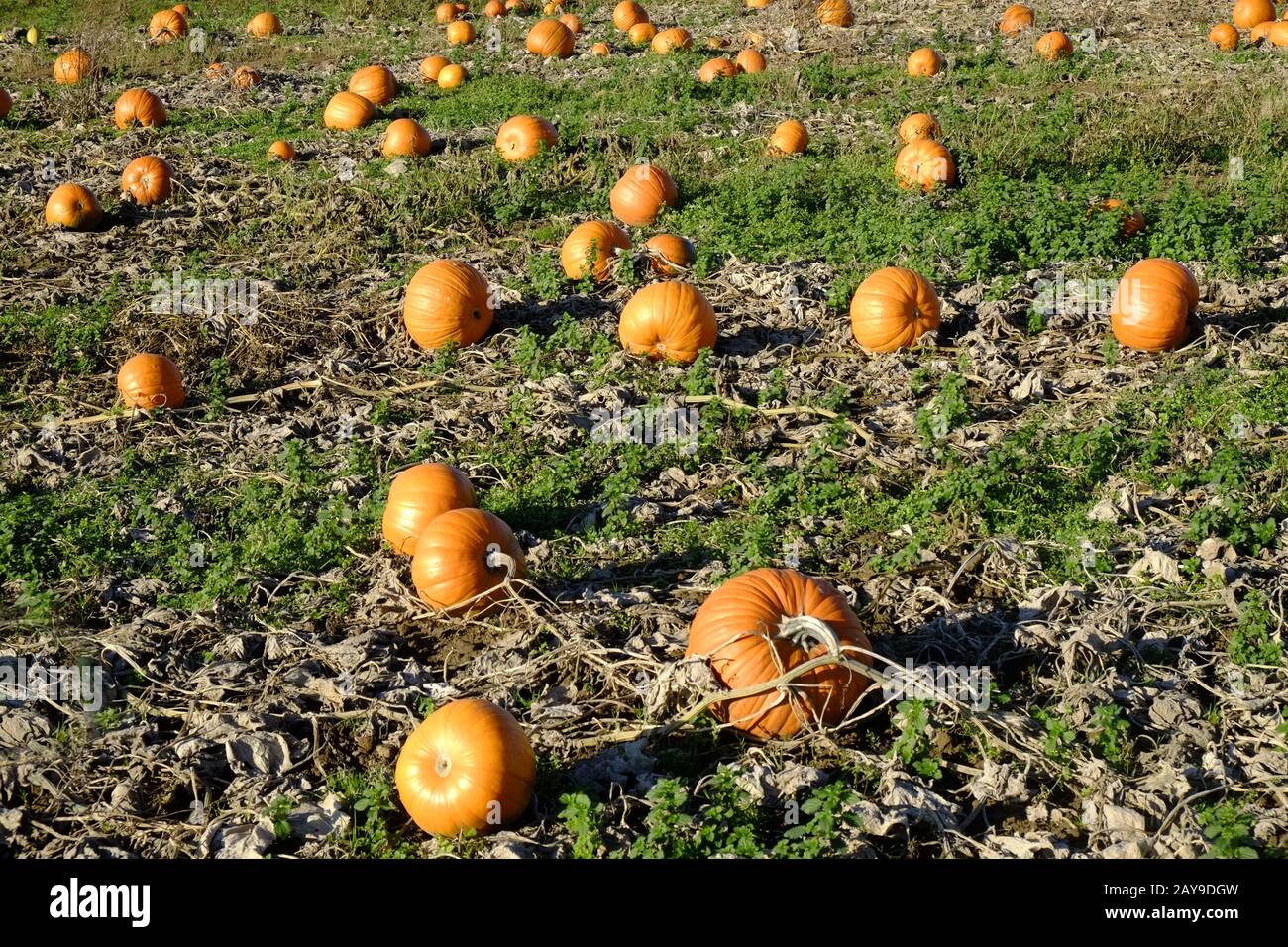 Pumpkin field Stock Photo