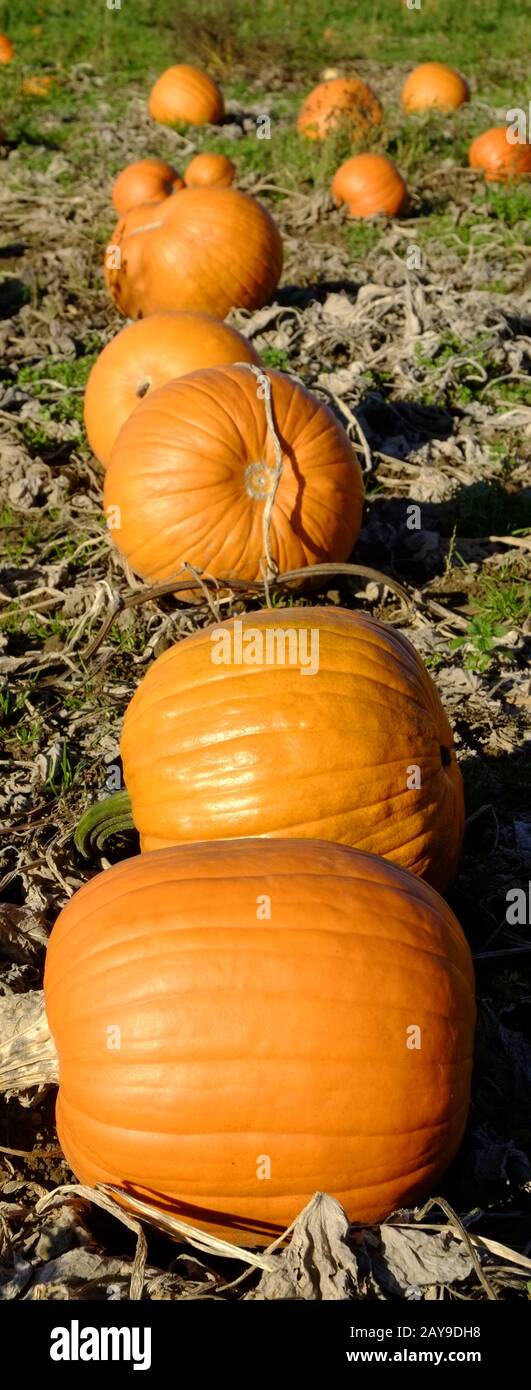 Pumpkin, Pumpkins Stock Photo