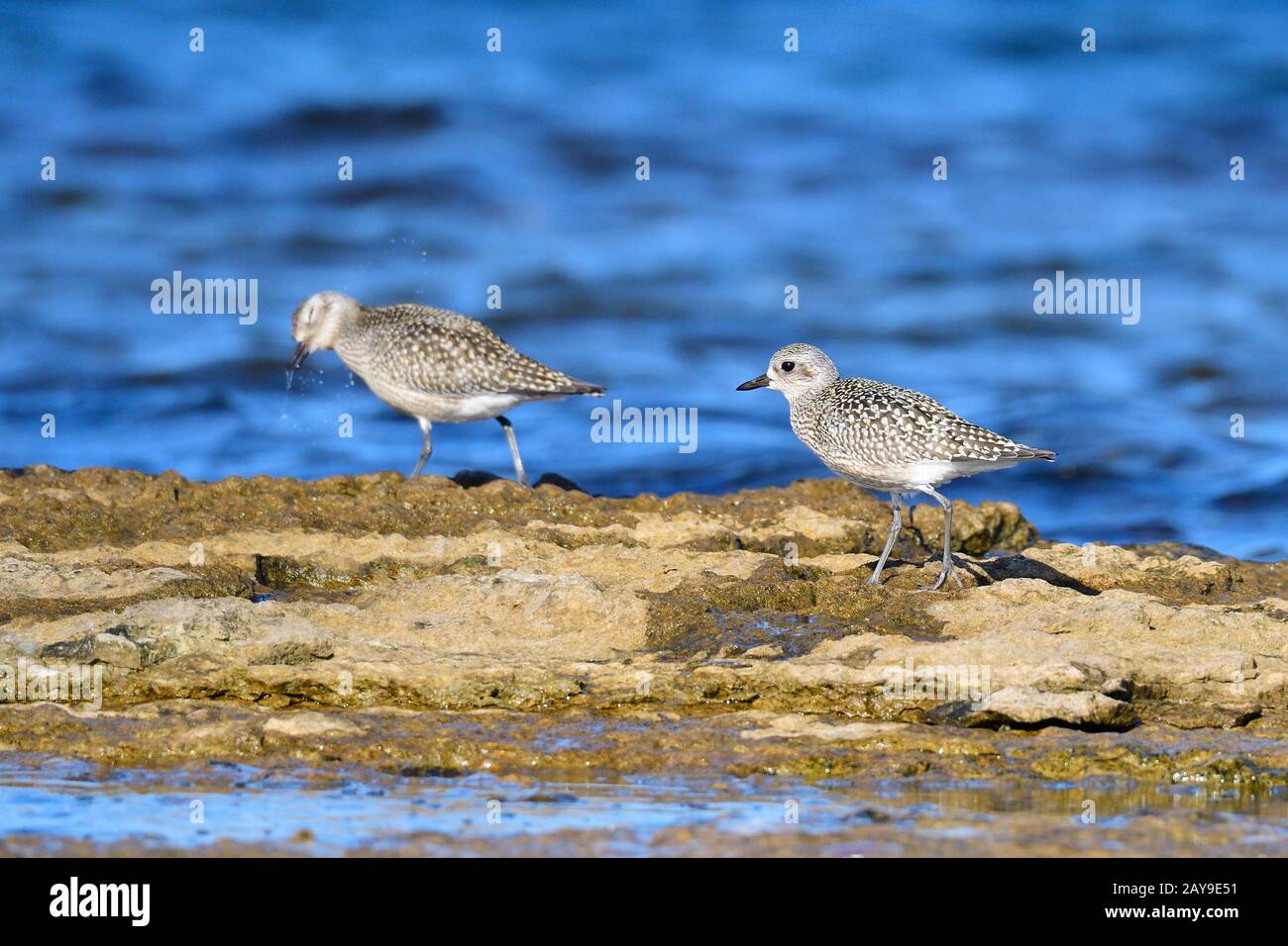 Lapwing Plover Stock Photo