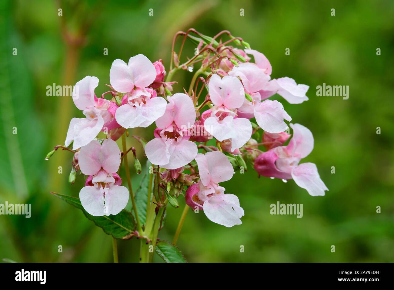 gluttonous balsam Stock Photo