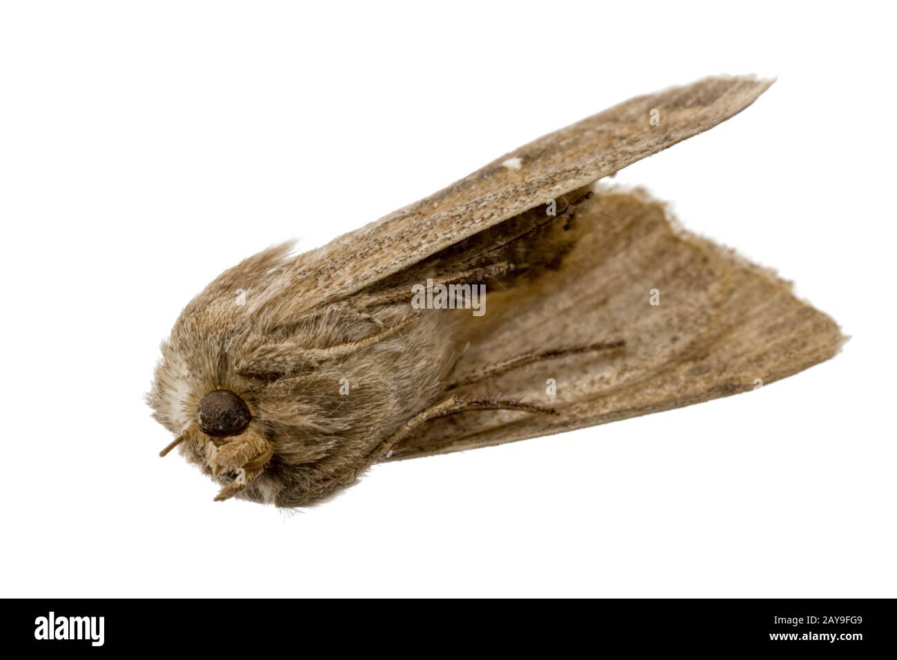 Dead brown moth lies on his back with his feet on, free on white Stock Photo
