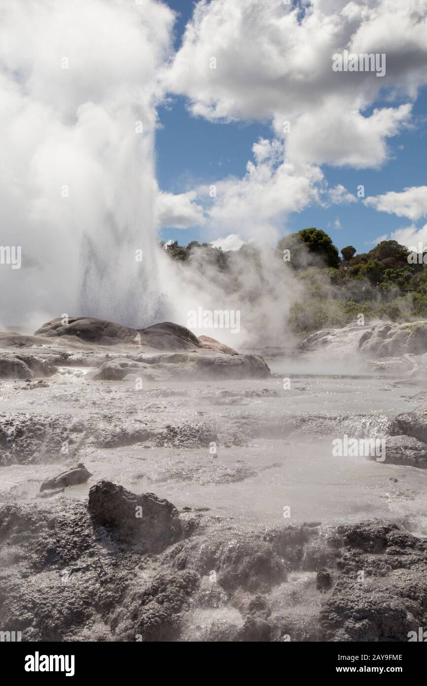 Erupting  geyser and boiling water at Te Puia geothermal park Stock Photo