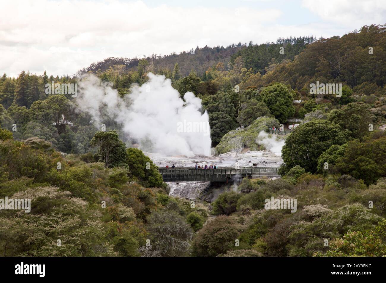 Visitors looking at erupting geyser at Te Puia geothermal park Stock Photo