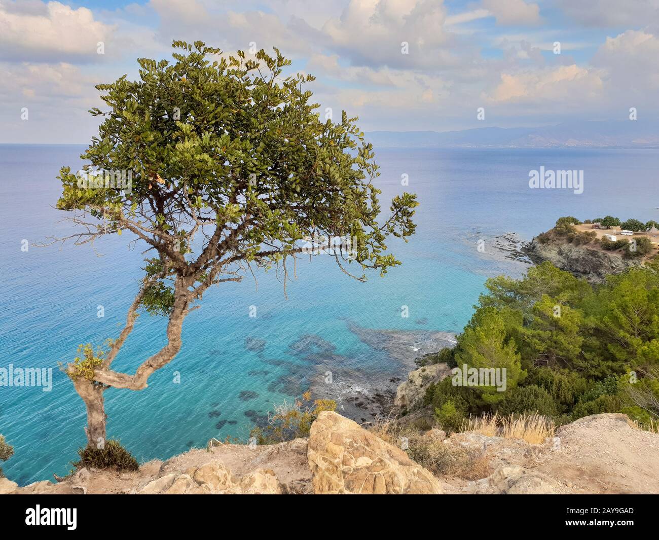 Tree on cliff seen from Aphrodite trail in Akamas peninsula, Cyprus Stock Photo
