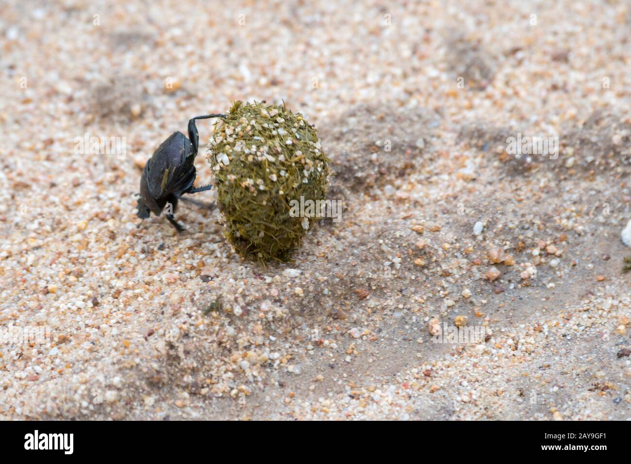 Elephant Dung Beetle High Resolution Stock Photography and Images - Alamy