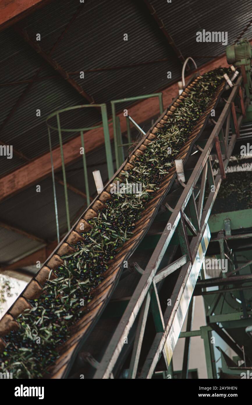 conveyor belt loading olives just arrived from the field Stock Photo