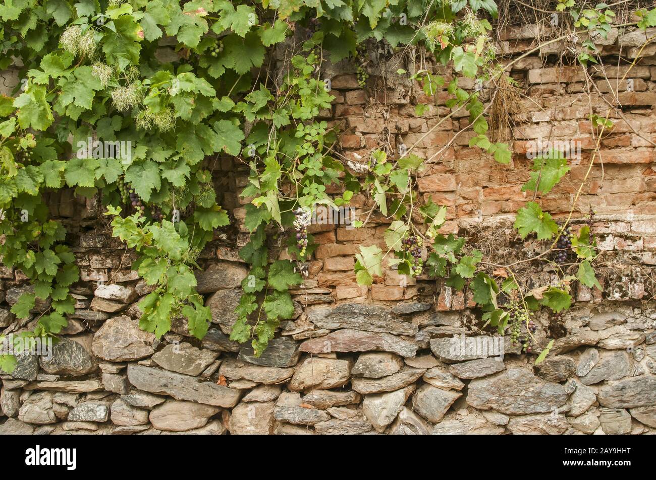 Old rural weathered aged stone and brick of country house garden wall with creeping plants closeup Stock Photo