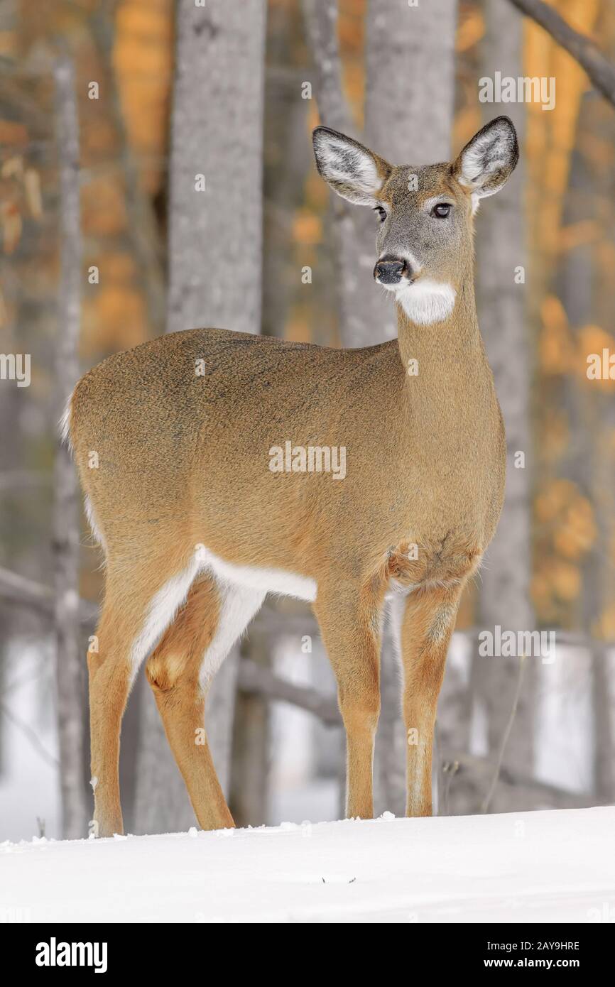 A White-tailed Deer in winter. Stock Photo