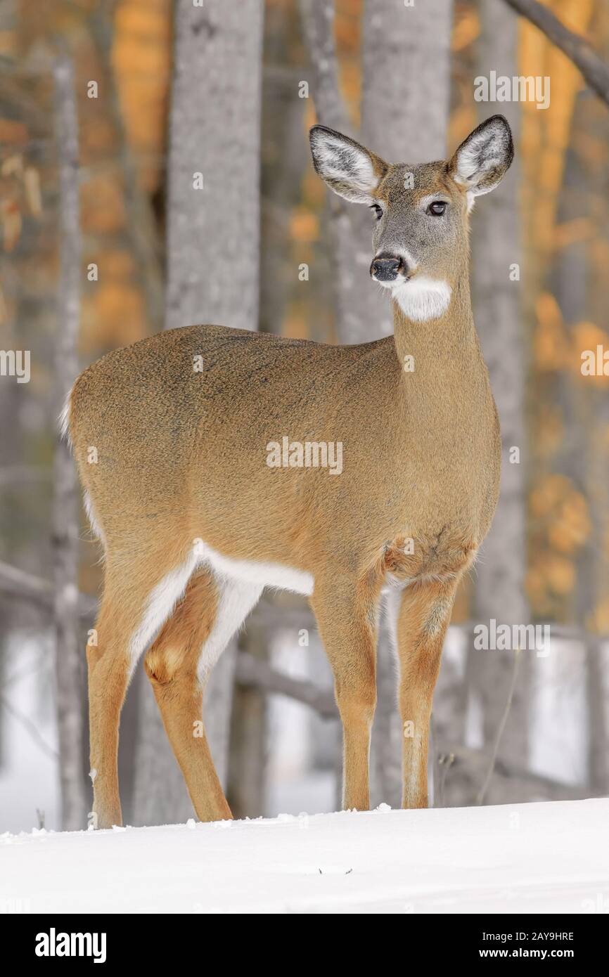 White tailed deer in winter hi-res stock photography and images - Alamy