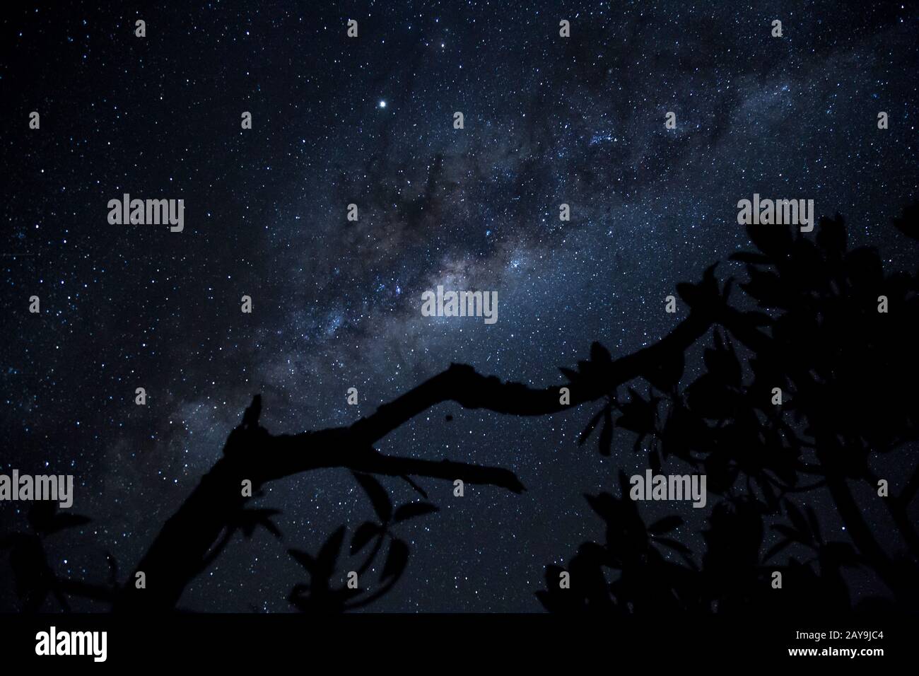Silhouette of tree branch and milky way as background Stock Photo - Alamy
