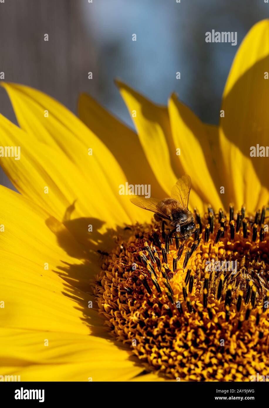 Close up of a bee hi-res stock photography and images - Alamy
