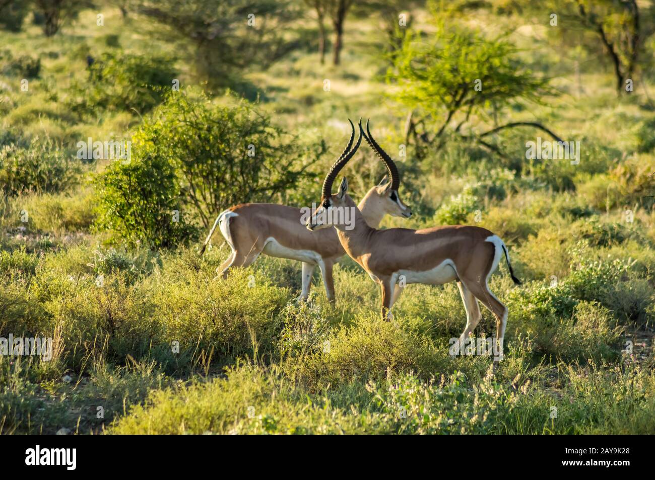 Crossing of two antelopes Stock Photo