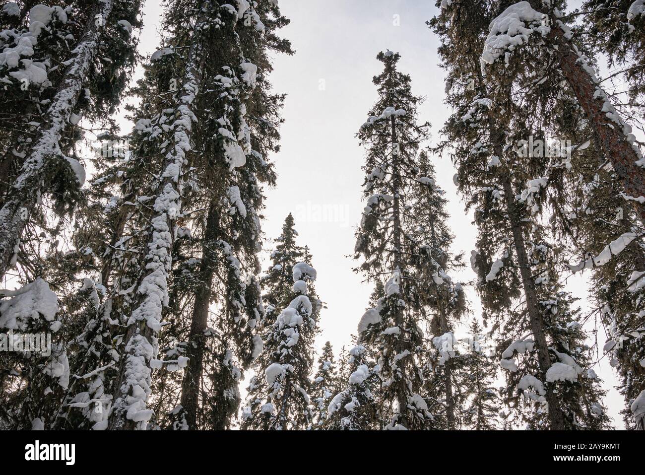 Snowy Tree Tops in Johnston Canyon Stock Photo